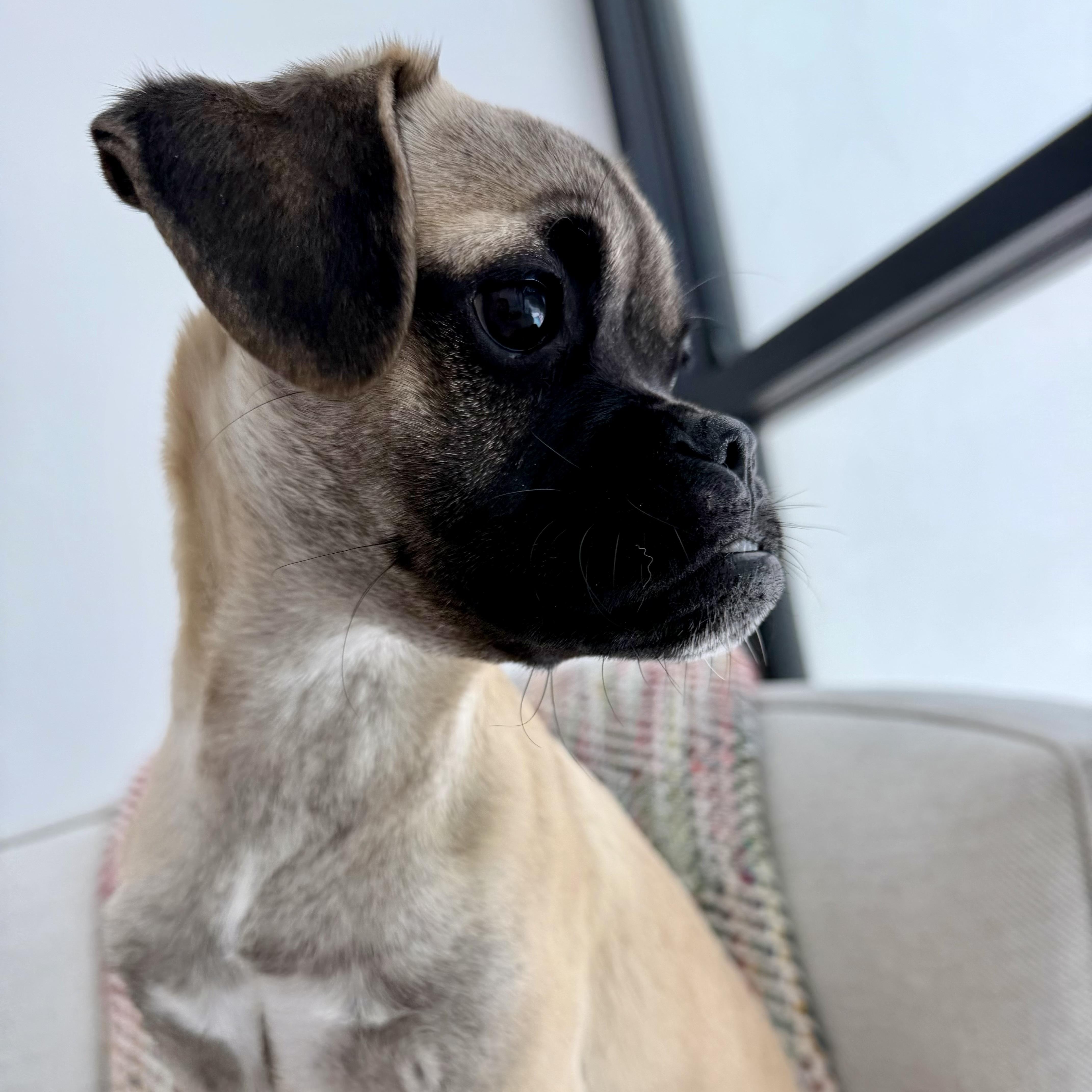 Benny, a ADOPTABLE mixed breed in Los Angeles, CA image 3/6