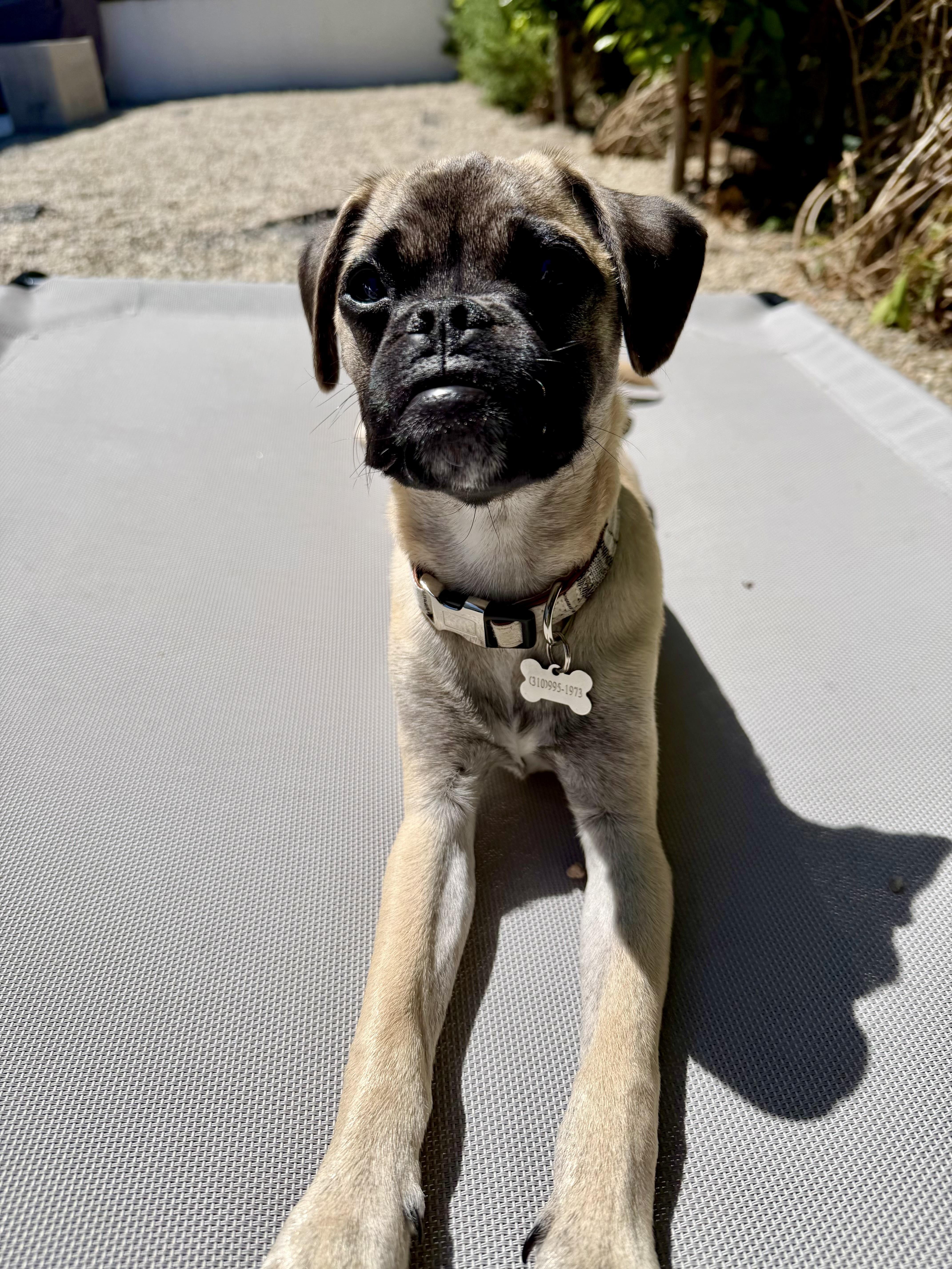 Benny, a ADOPTABLE mixed breed in Los Angeles, CA image 2/6
