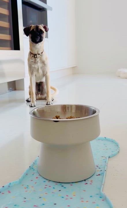 Enlarge Benny, a ADOPTABLE mixed breed in Los Angeles, CA video 4/6