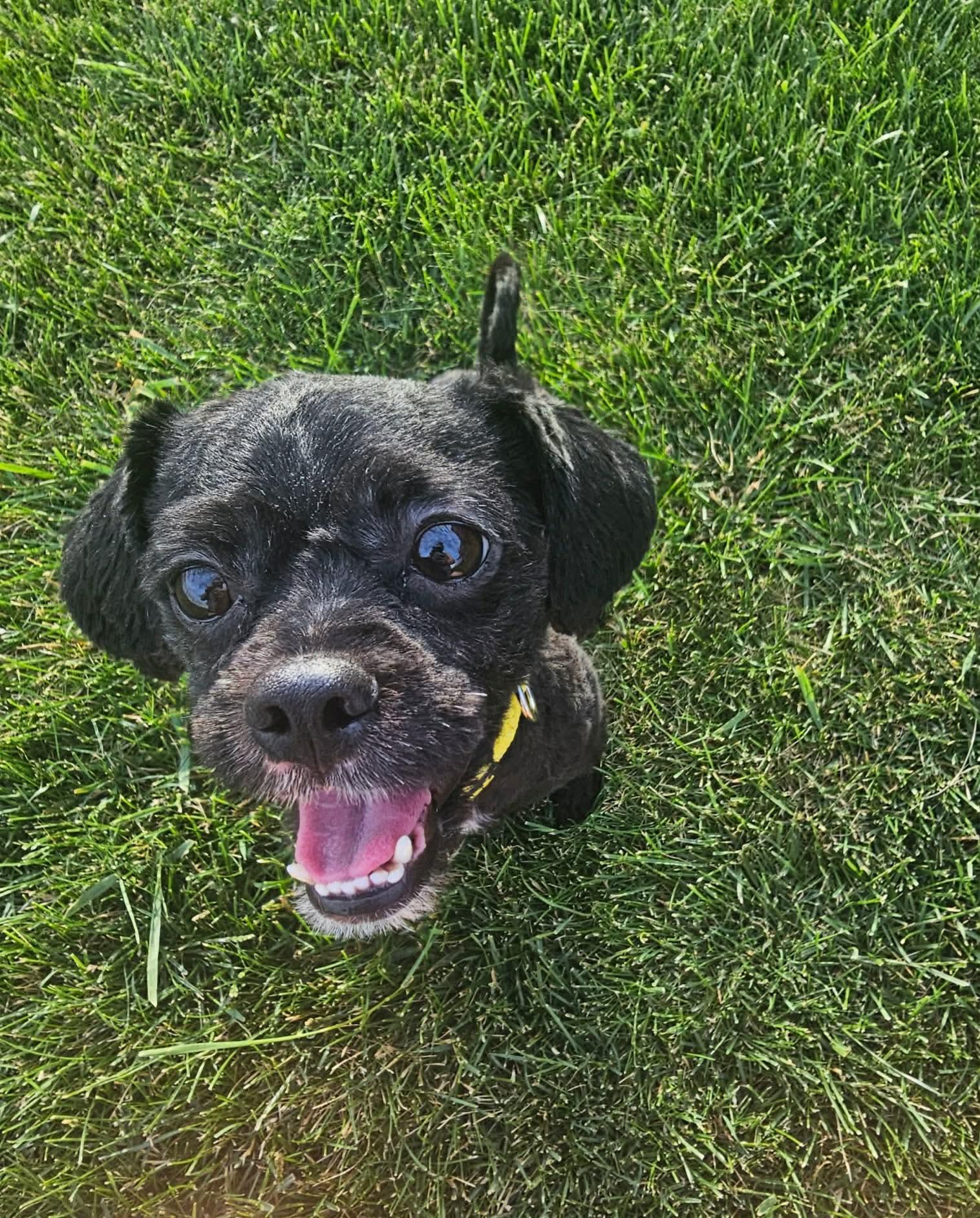 Enlarge Bets, a ADOPTABLE mixed breed in Cedar Rapids, IA image 5/6
