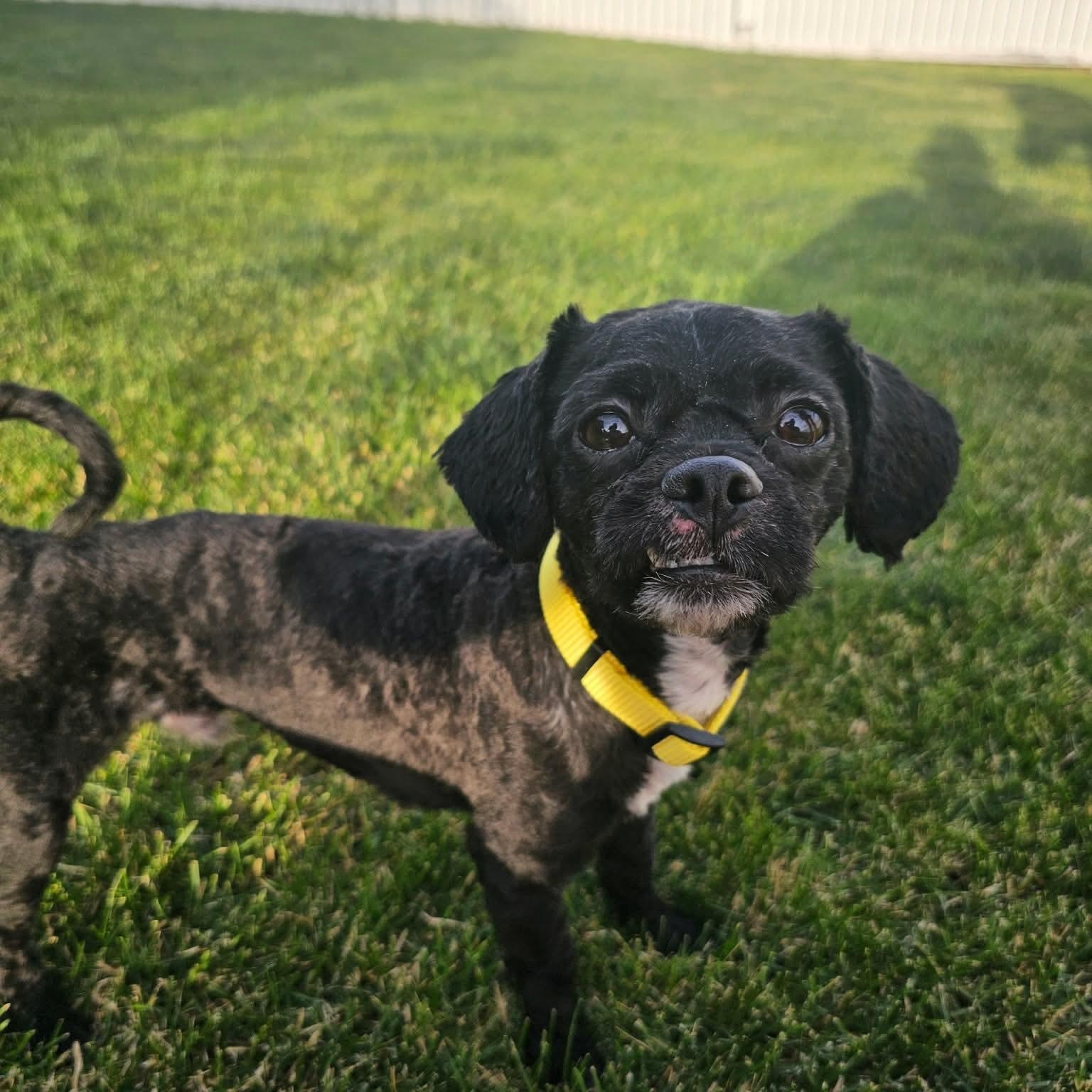 Bets, ADOPTABLE, Young Male Shih Tzu.