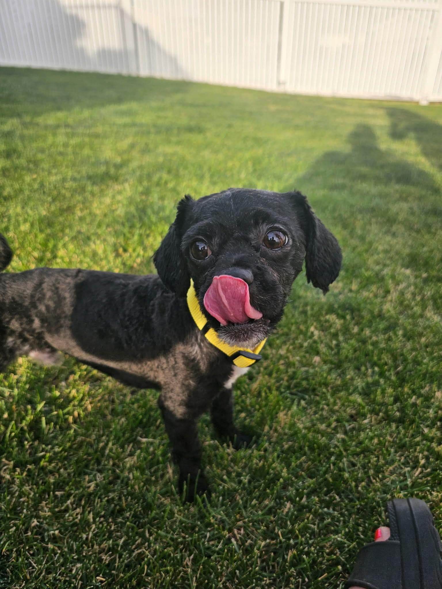 Enlarge Bets, a ADOPTABLE mixed breed in Cedar Rapids, IA image 4/6