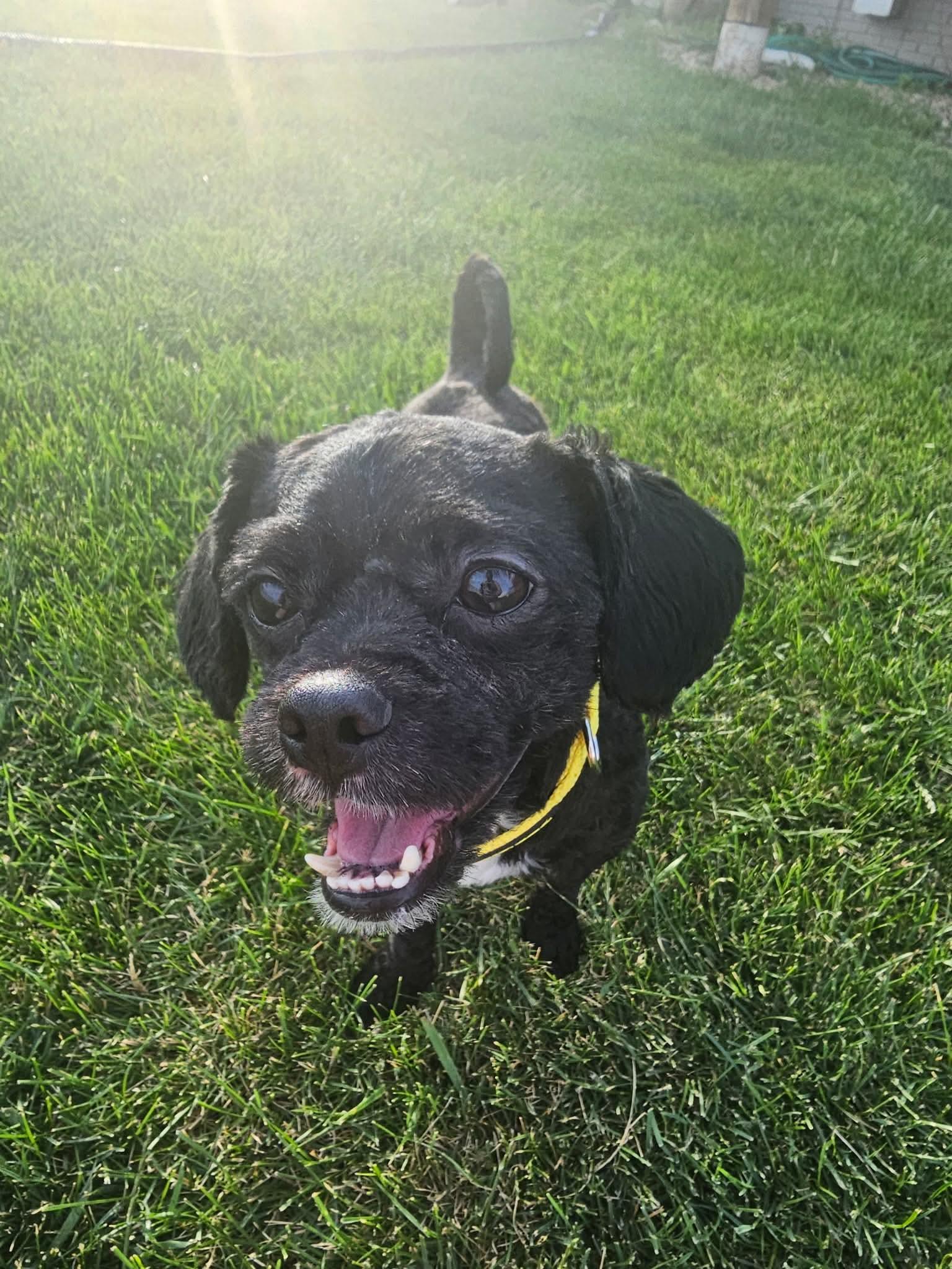 Enlarge Bets, a ADOPTABLE mixed breed in Cedar Rapids, IA image 2/6
