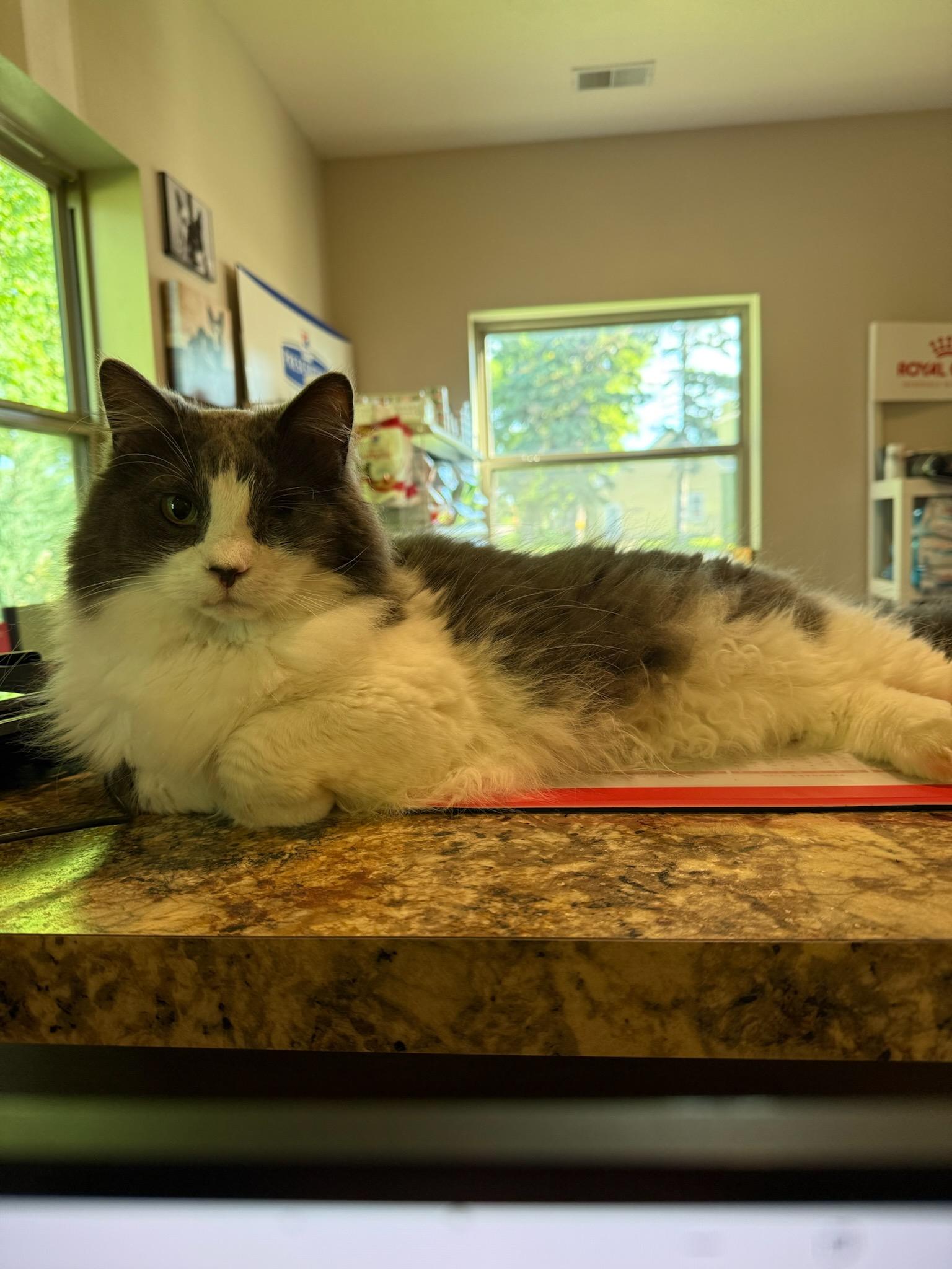 Frankie Fluffy photo 1