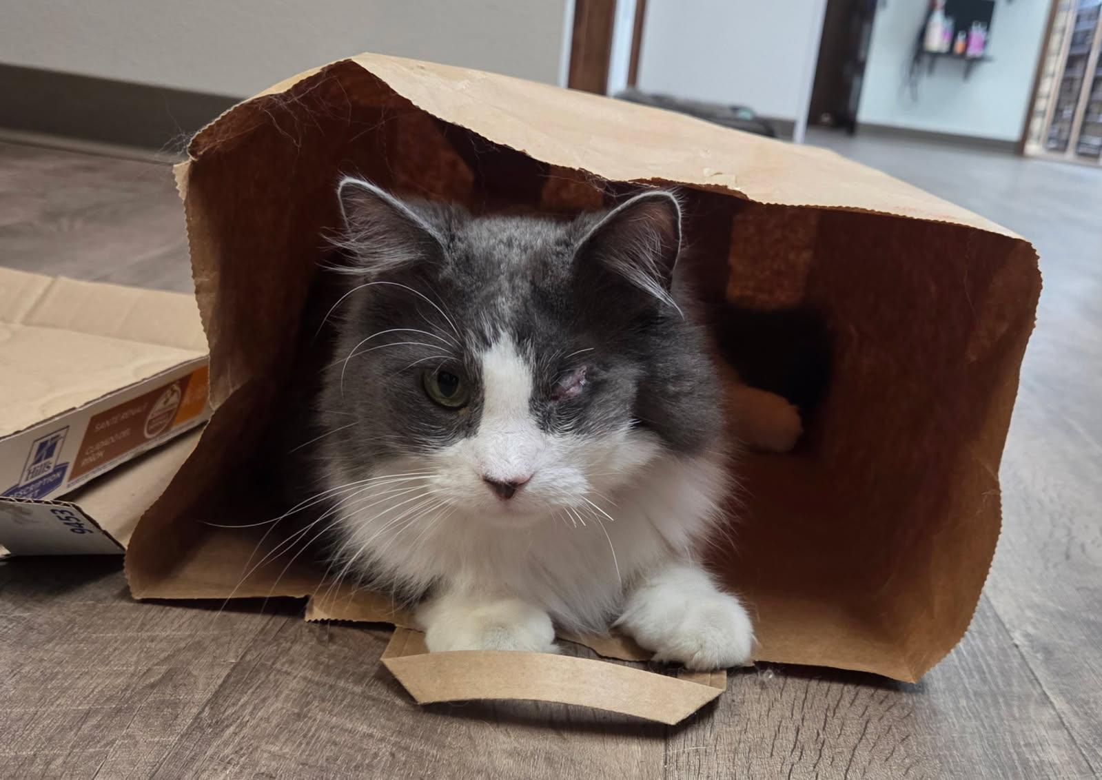 Frankie Fluffy thumbnail 3