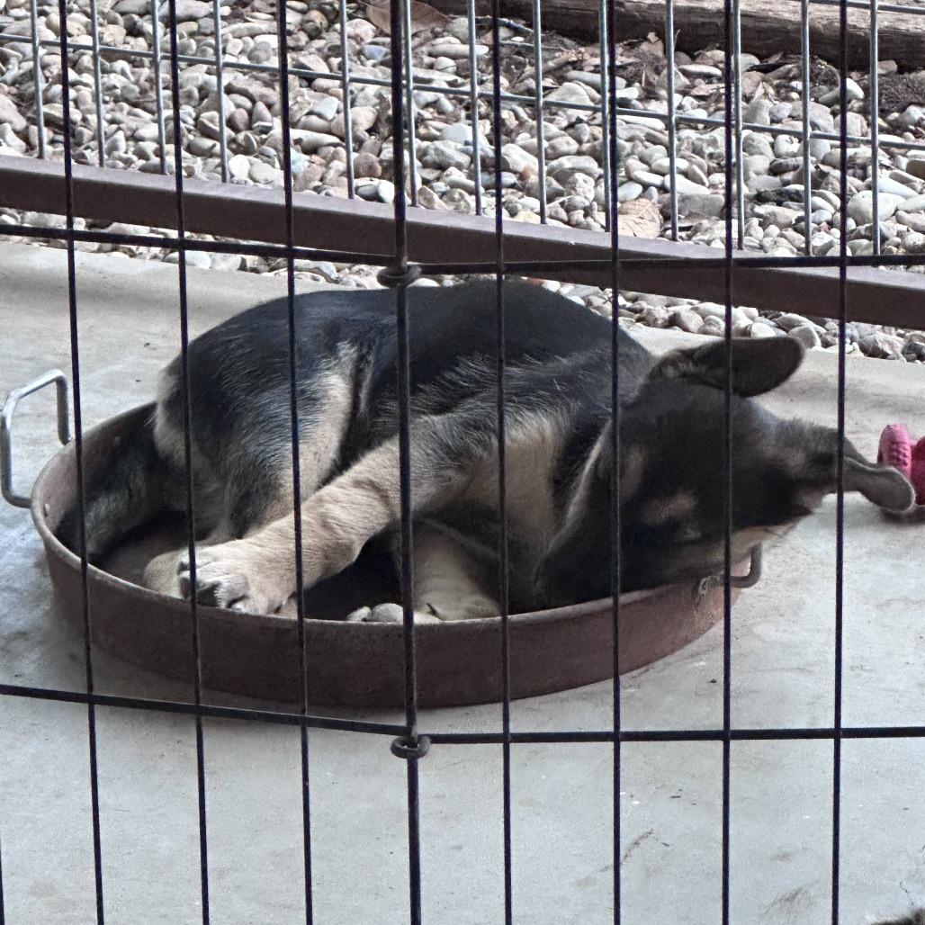 Tater, Adoptable, Puppy Female German Shepherd Dog & Labrador Retriever.