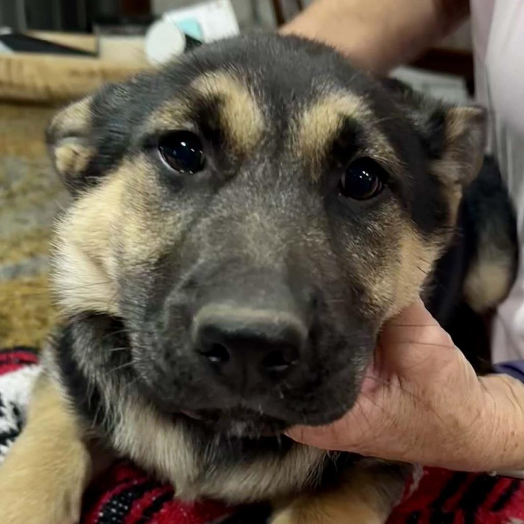 Enlarge Tater, a Adoptable mixed breed in New Fairfield, CT image 2/5
