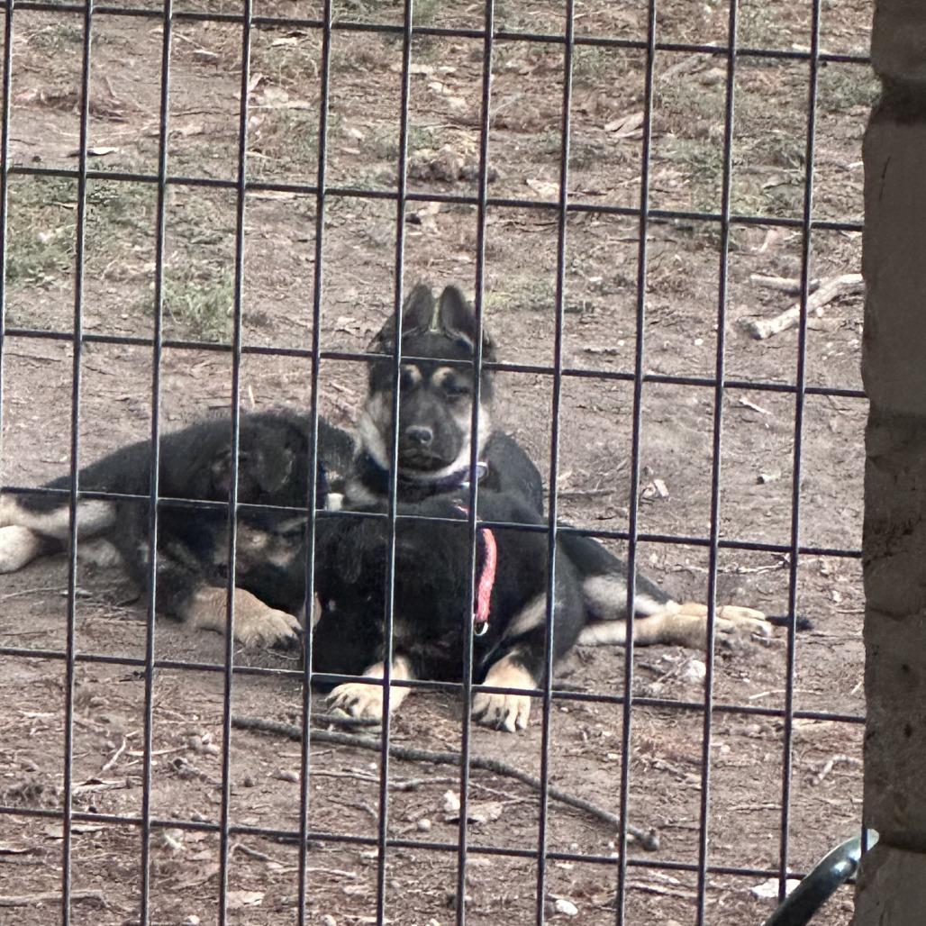 Enlarge Tater, a Adoptable mixed breed in New Fairfield, CT image 3/5