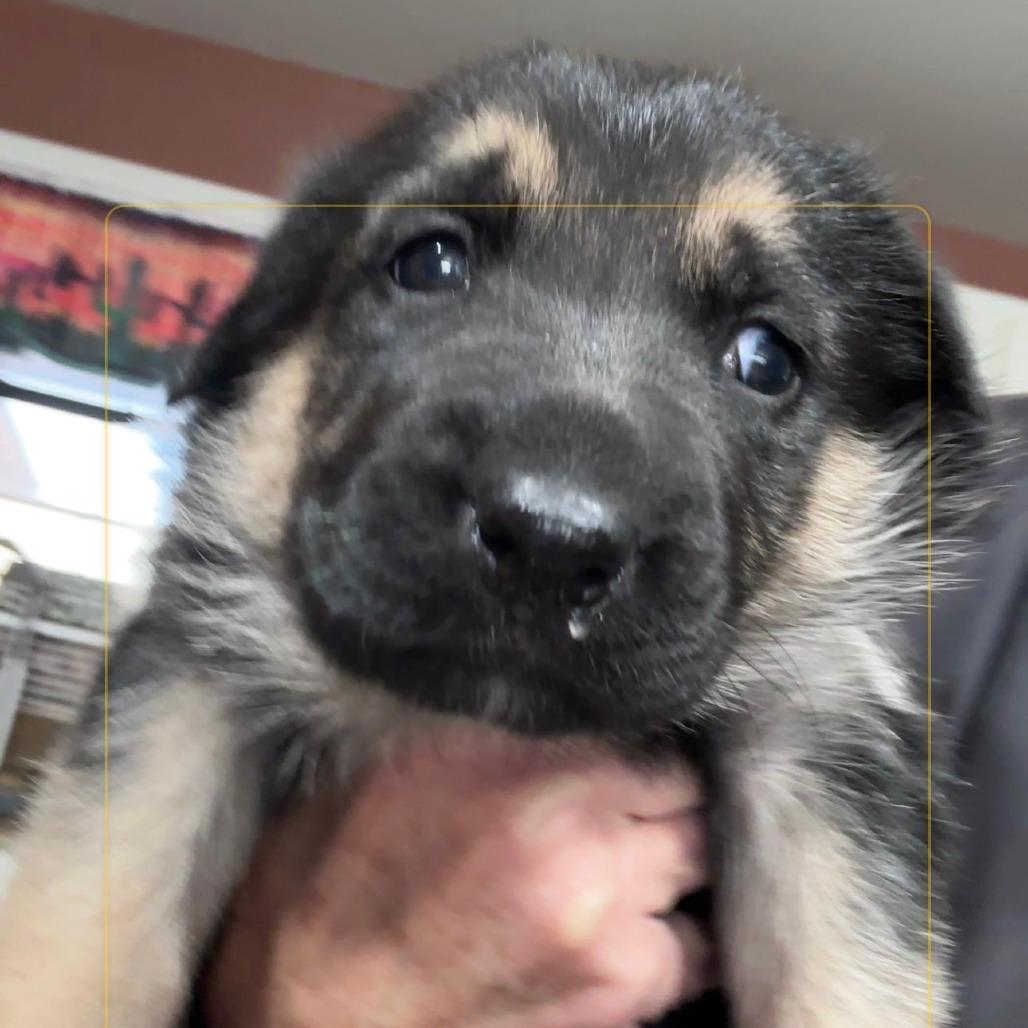 Enlarge Tater, a Adoptable mixed breed in New Fairfield, CT image 4/5