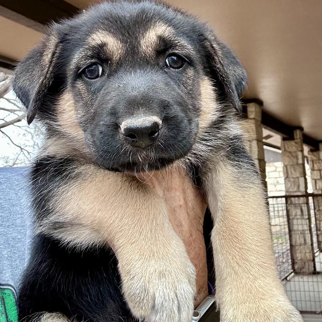 Enlarge Tater, a Adoptable mixed breed in New Fairfield, CT image 5/5