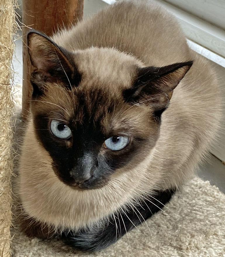 Enlarge Rapunzel, an adopted Siamese in E Falmouth, MA image 4/5