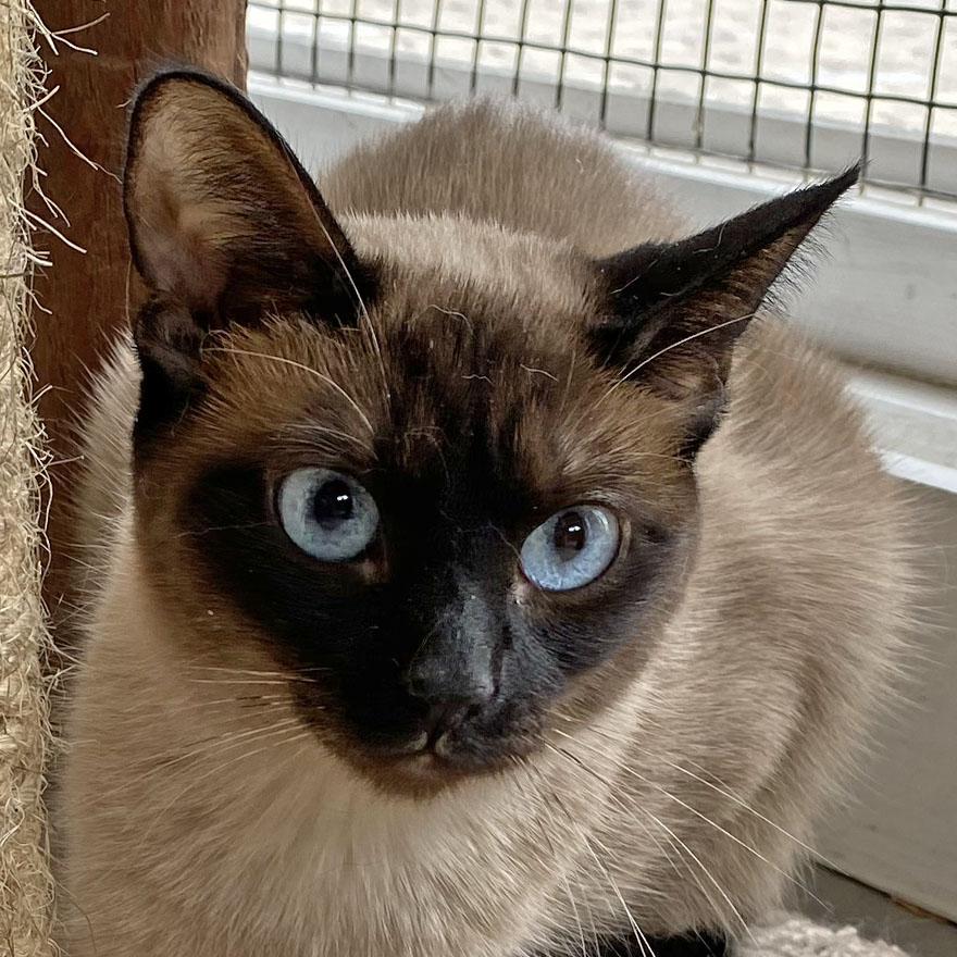 Enlarge Rapunzel, an adopted Siamese in E Falmouth, MA image 2/5