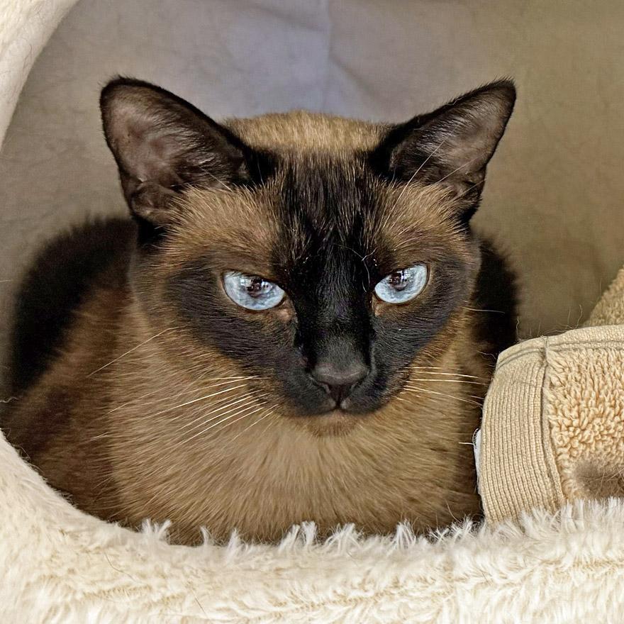Rapunzel, adopted, Adult Female Siamese.