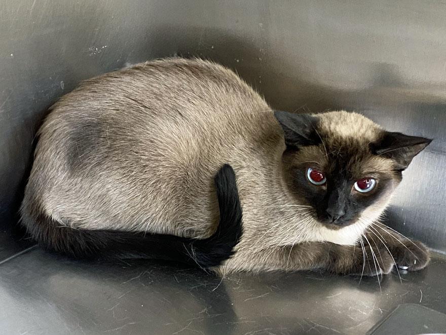 Enlarge Rapunzel, an adopted Siamese in E Falmouth, MA image 3/5