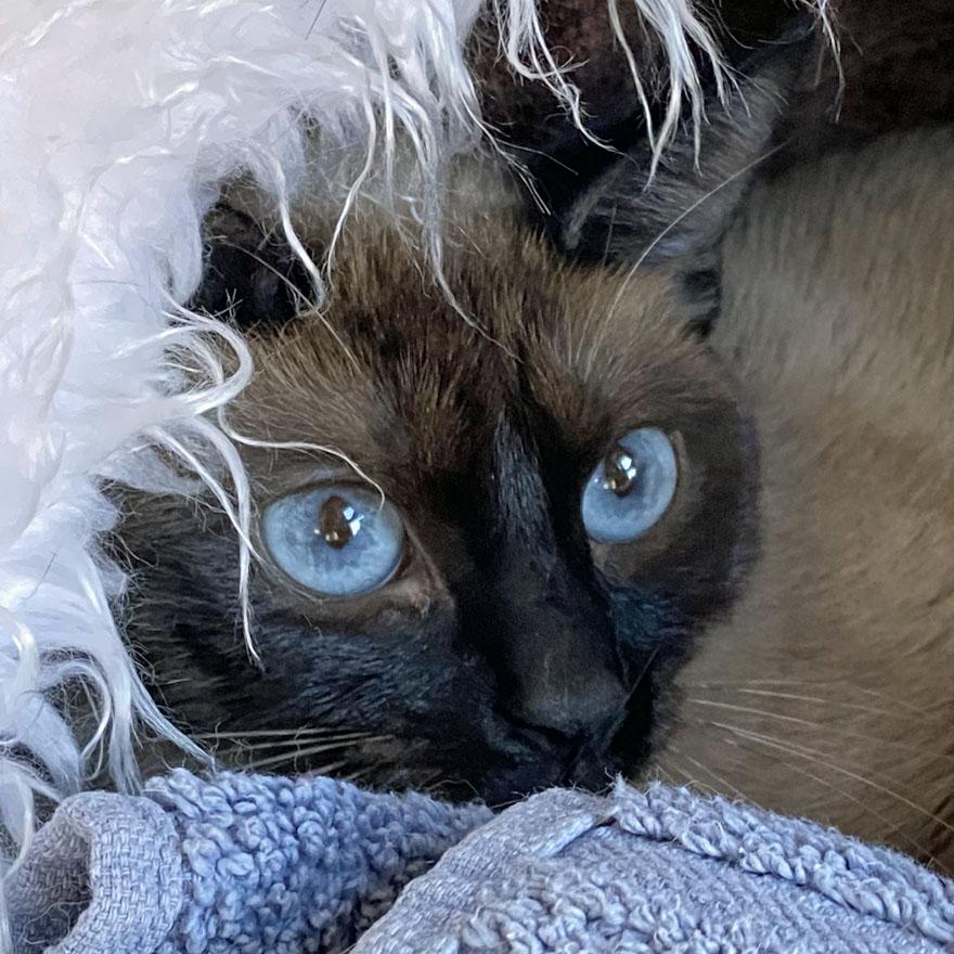 Enlarge Rapunzel, an adopted Siamese in E Falmouth, MA image 5/5