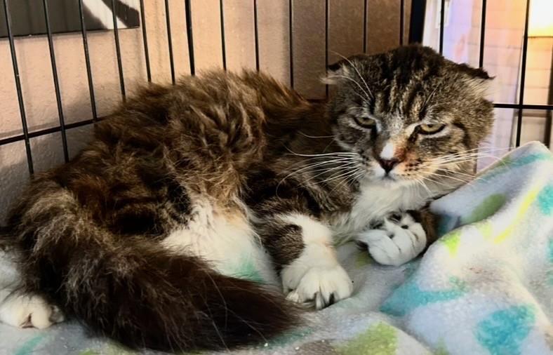 Dragon's Egg, Adoptable, Adult Male Scottish Fold & Domestic Medium Hair.