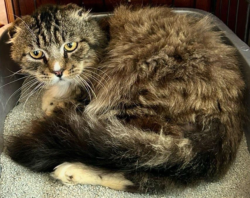 Enlarge Dragon's Egg, a Adoptable mixed breed in Lincoln, CA image 2/3