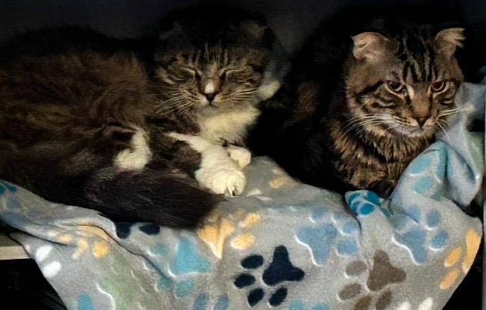 Enlarge Dragon's Egg, a Adoptable mixed breed in Lincoln, CA image 3/3