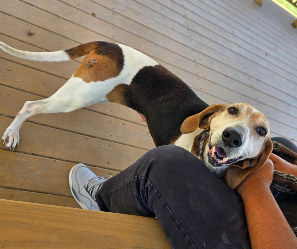 Enlarge Azalea / AC 27668, a Adoptable mixed breed in Greeneville, TN image 1/3