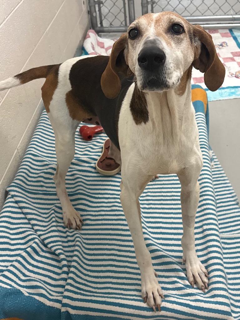 Enlarge Azalea / AC 27668, a Adoptable mixed breed in Greeneville, TN image 2/3