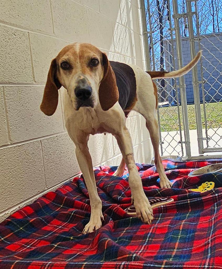 Azalea / AC 27668 (Azalia), Adoptable, Adult Female Affenpinscher.