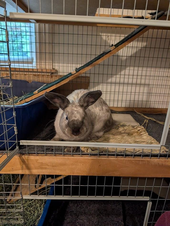 Enlarge Seinna, a ADOPTABLE American Sable in Carnation, WA image 2/3