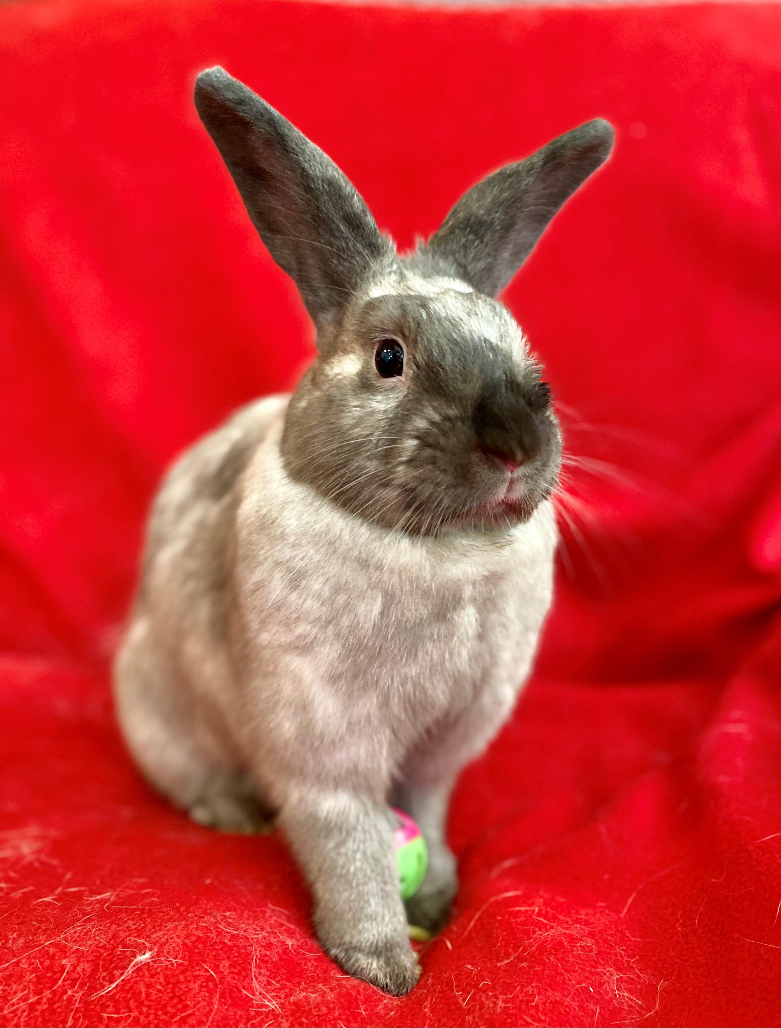 Enlarge Seinna, a ADOPTABLE American Sable in Carnation, WA image 1/4