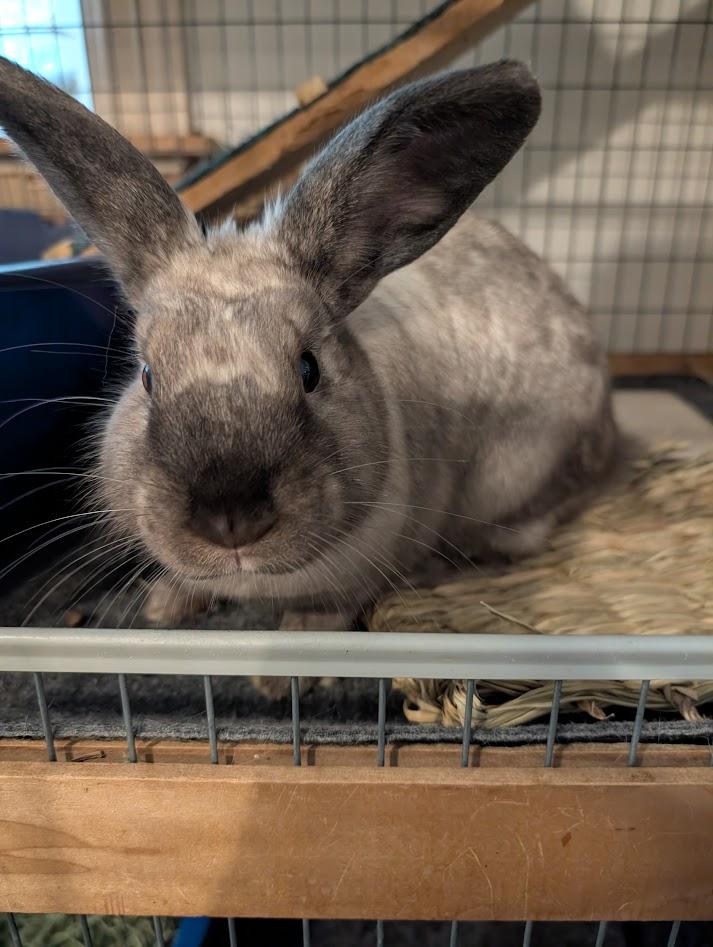 Seinna, ADOPTABLE, Young Female American Sable.