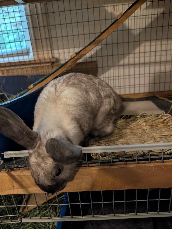 Enlarge Seinna, a ADOPTABLE American Sable in Carnation, WA image 3/3