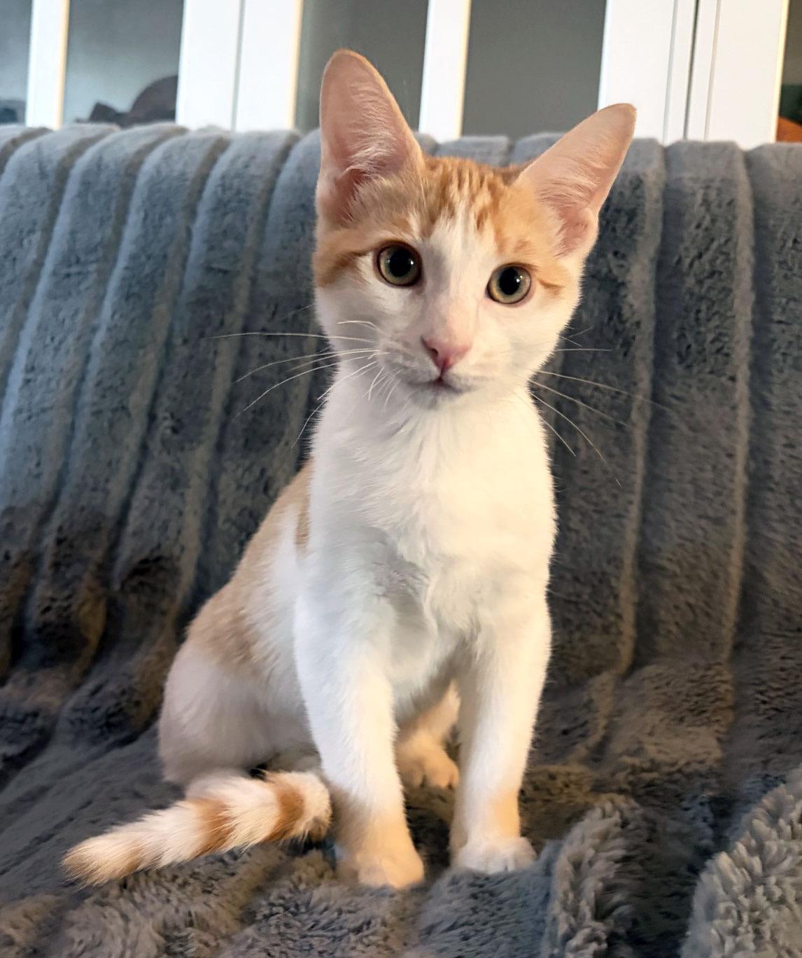 Enlarge Ron Weasley, a Adoptable mixed breed in Davis, CA image 1/3