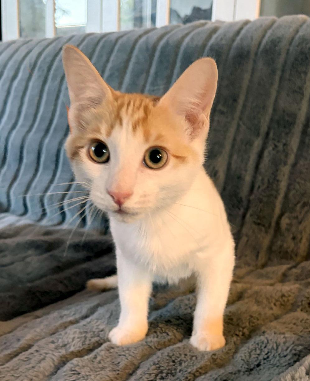 Enlarge Ron Weasley, a Adoptable mixed breed in Davis, CA image 2/3