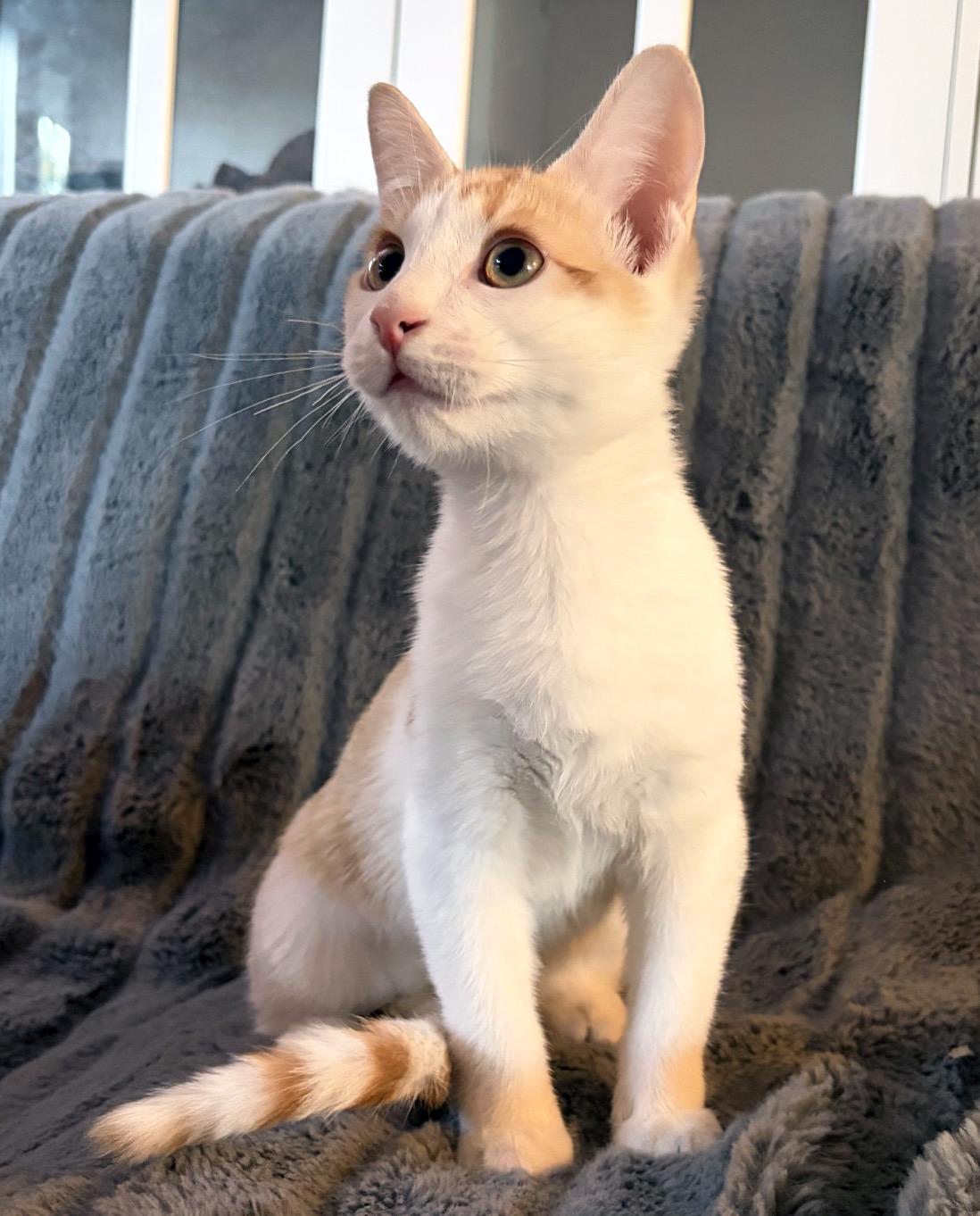 Enlarge Ron Weasley, a Adoptable mixed breed in Davis, CA image 3/3