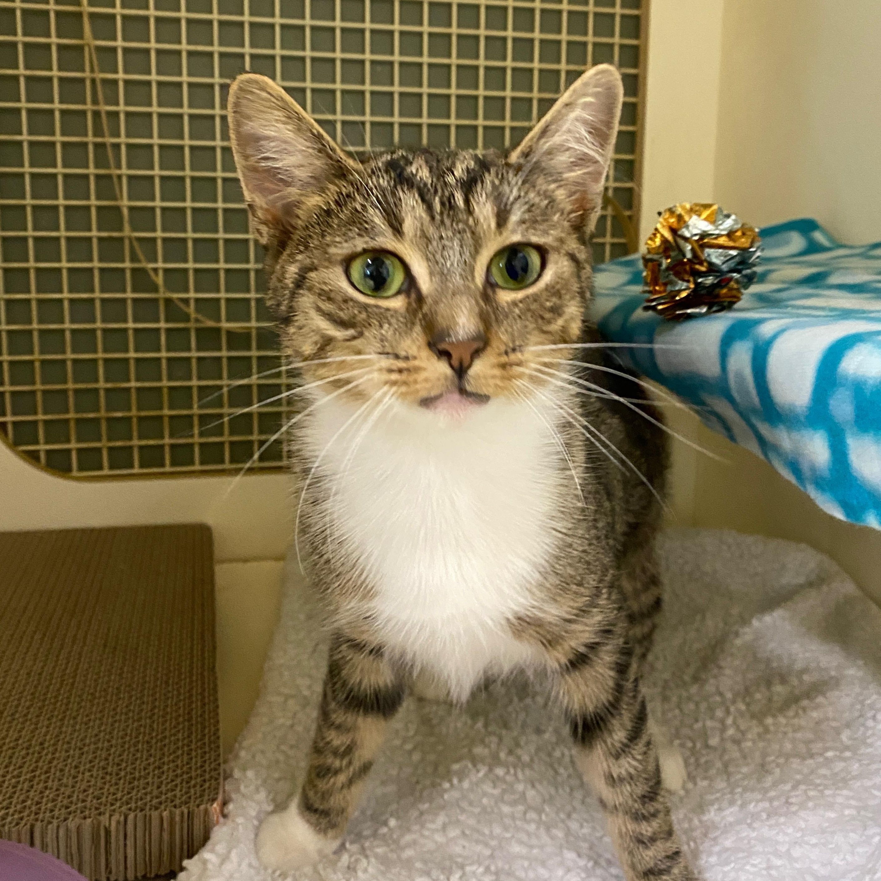 Minnie, a Adoptable Domestic Short Hair in Easley, SC image 1/3