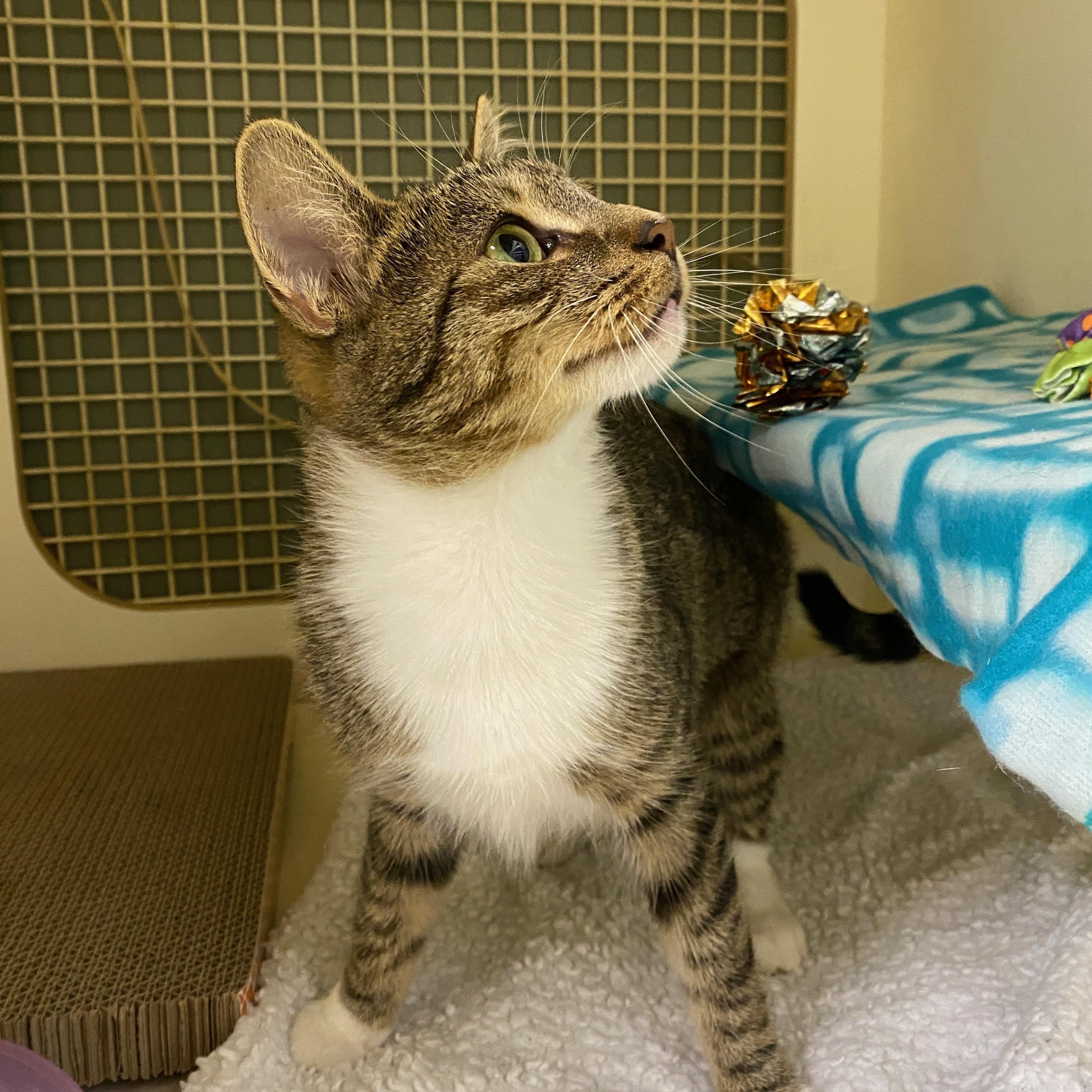 Minnie, a Adoptable Domestic Short Hair in Easley, SC image 2/3