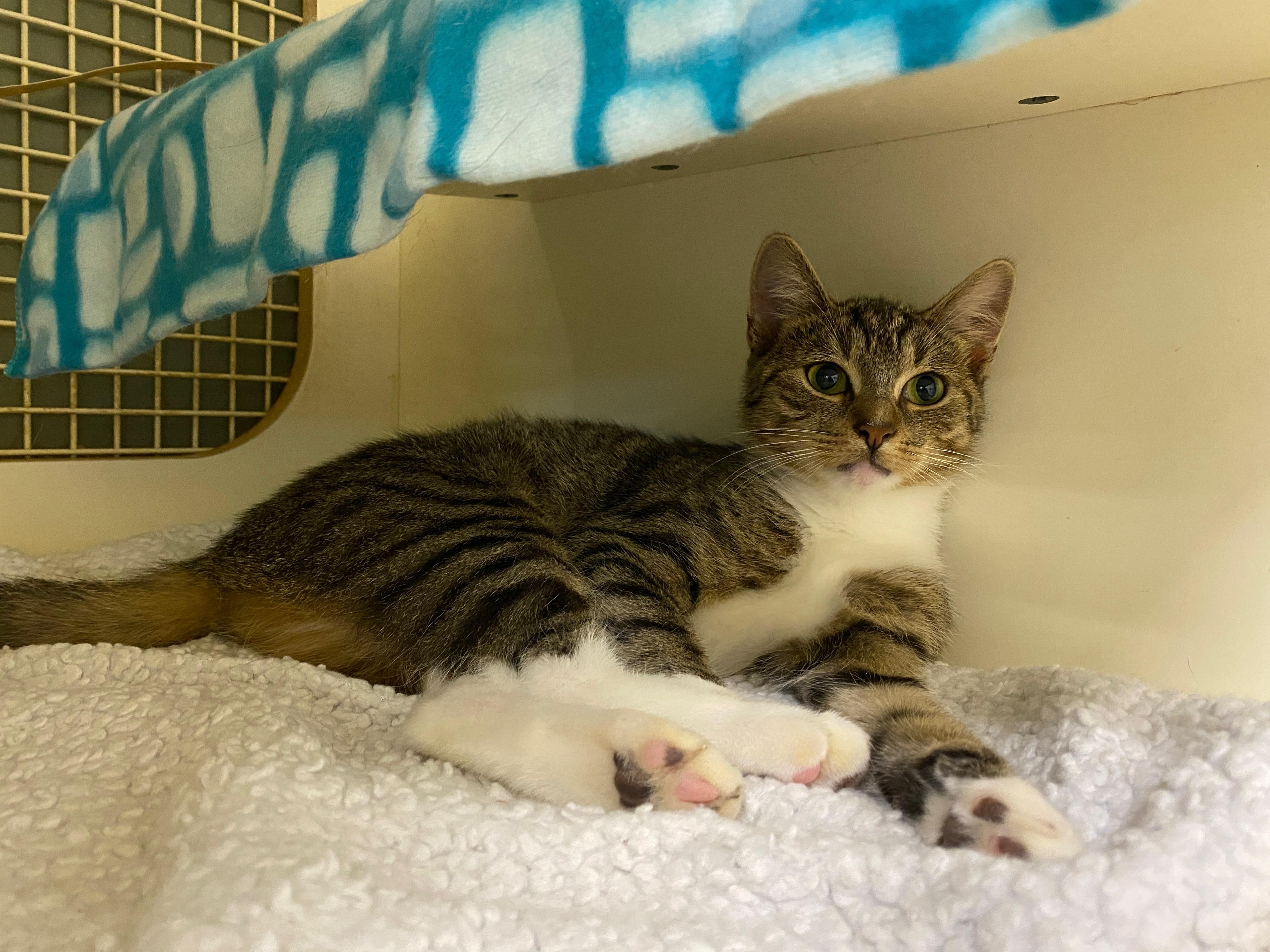 Minnie, a Adoptable Domestic Short Hair in Easley, SC image 3/3