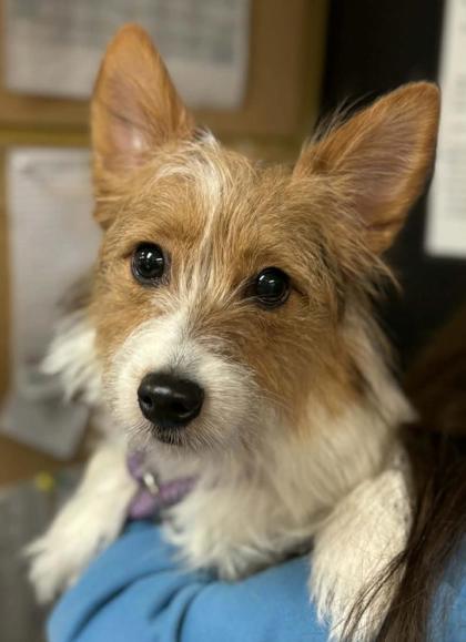 Enlarge Evie, an adopted mixed breed in Bridgewater, NJ image 2/2