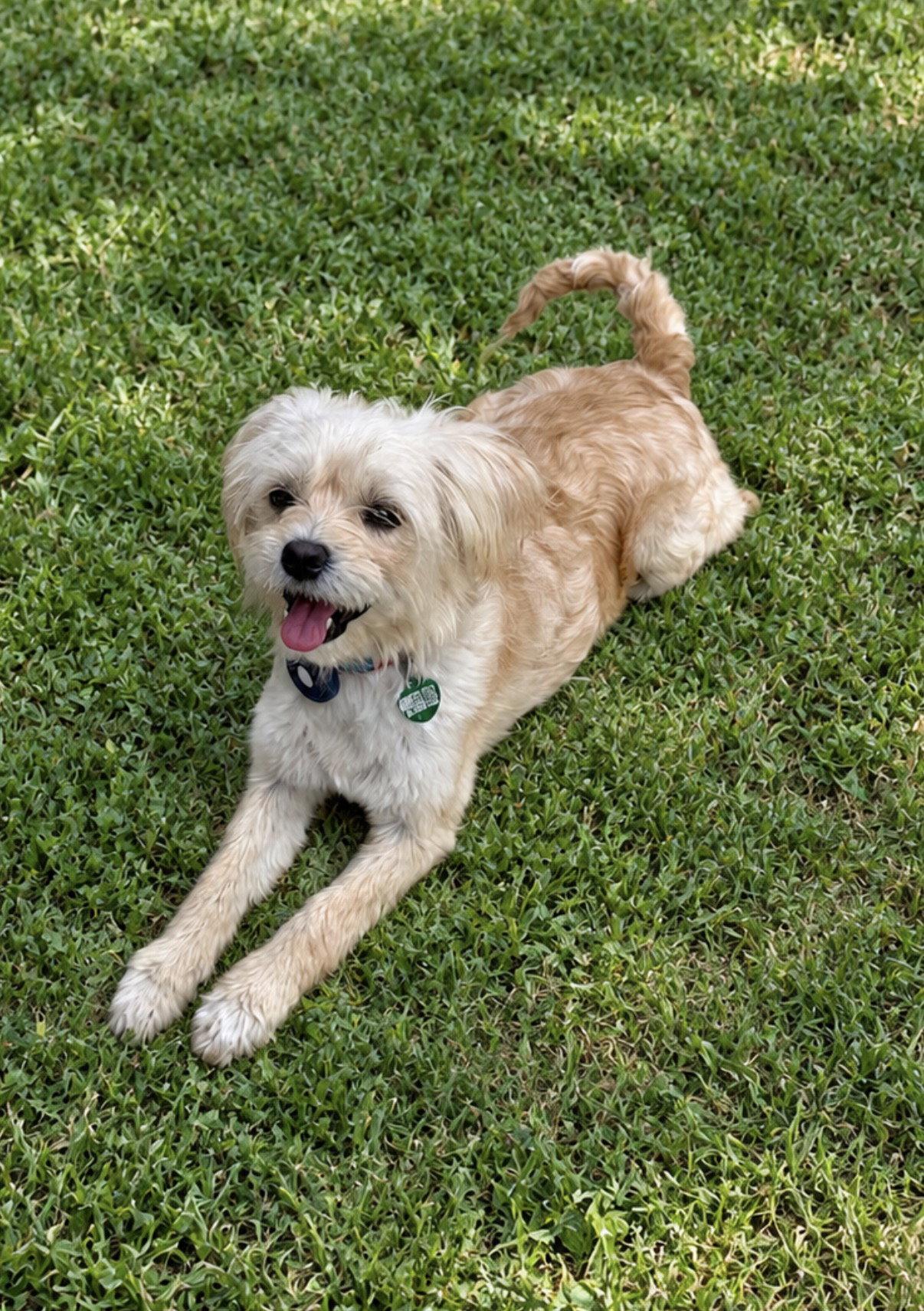 Odette aka Hair Do, Adoptable, Young Female Maltese & Terrier.