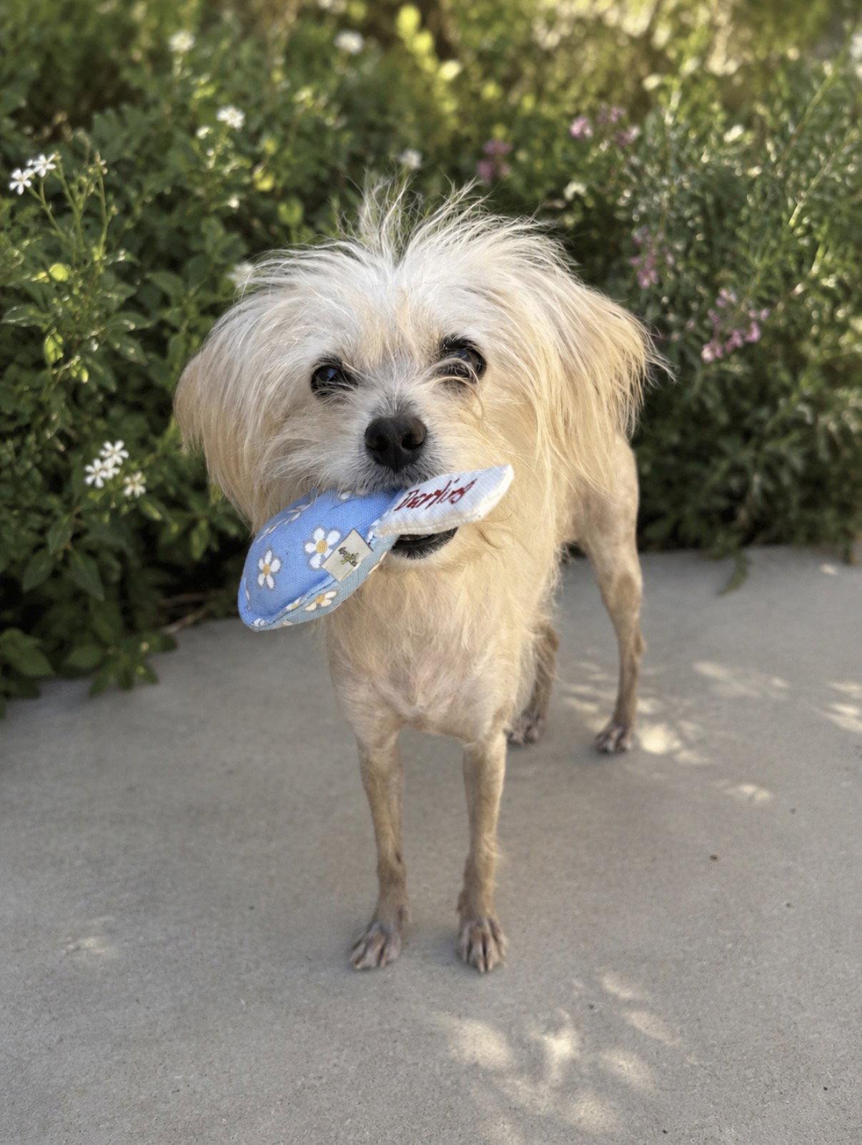 Odette aka Hair Do, a Adoptable mixed breed in Capistrano Beach, CA image 2/3