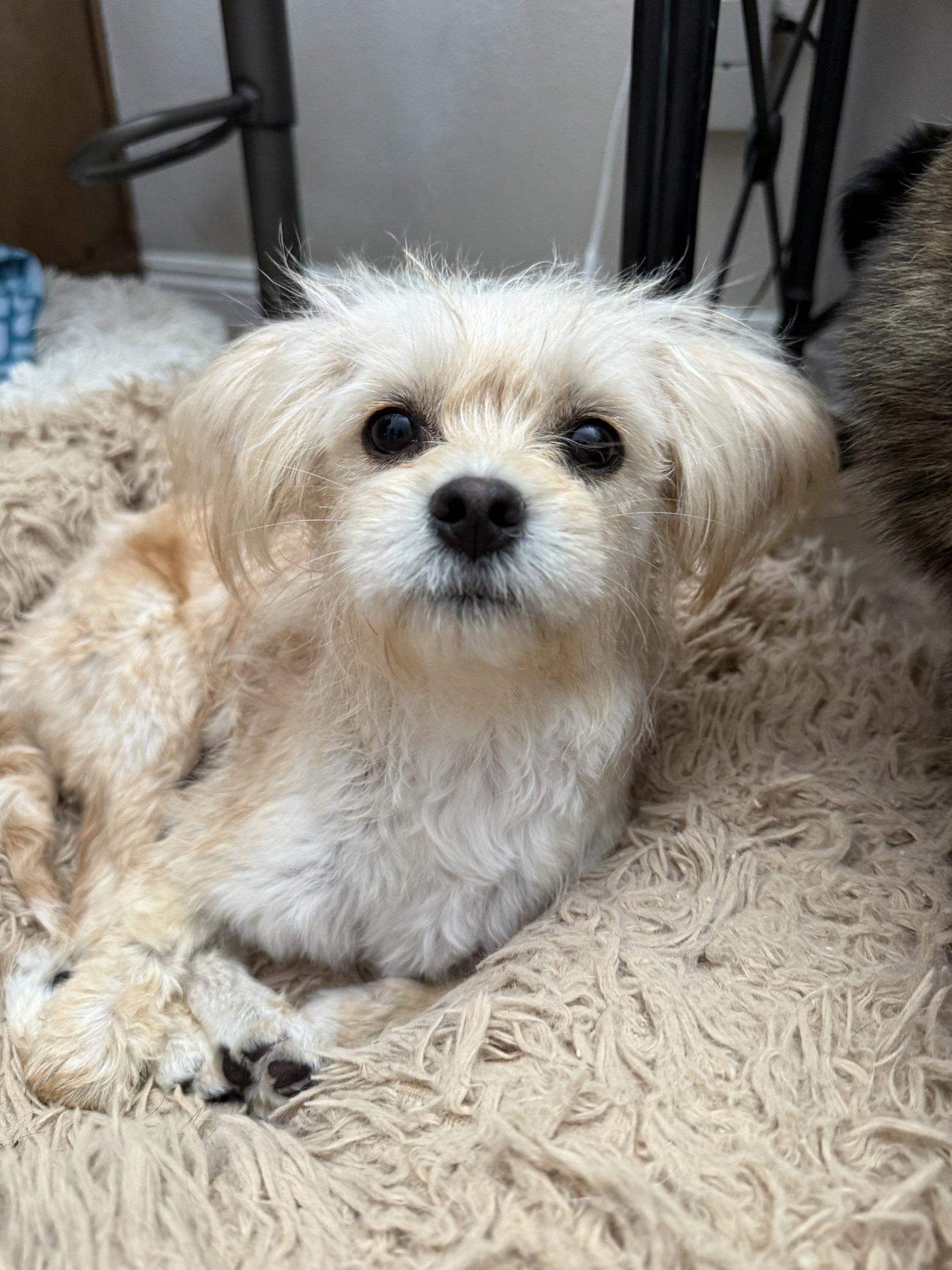 Enlarge Odette aka Hair Do, a Adoptable mixed breed in Capistrano Beach, CA image 3/3