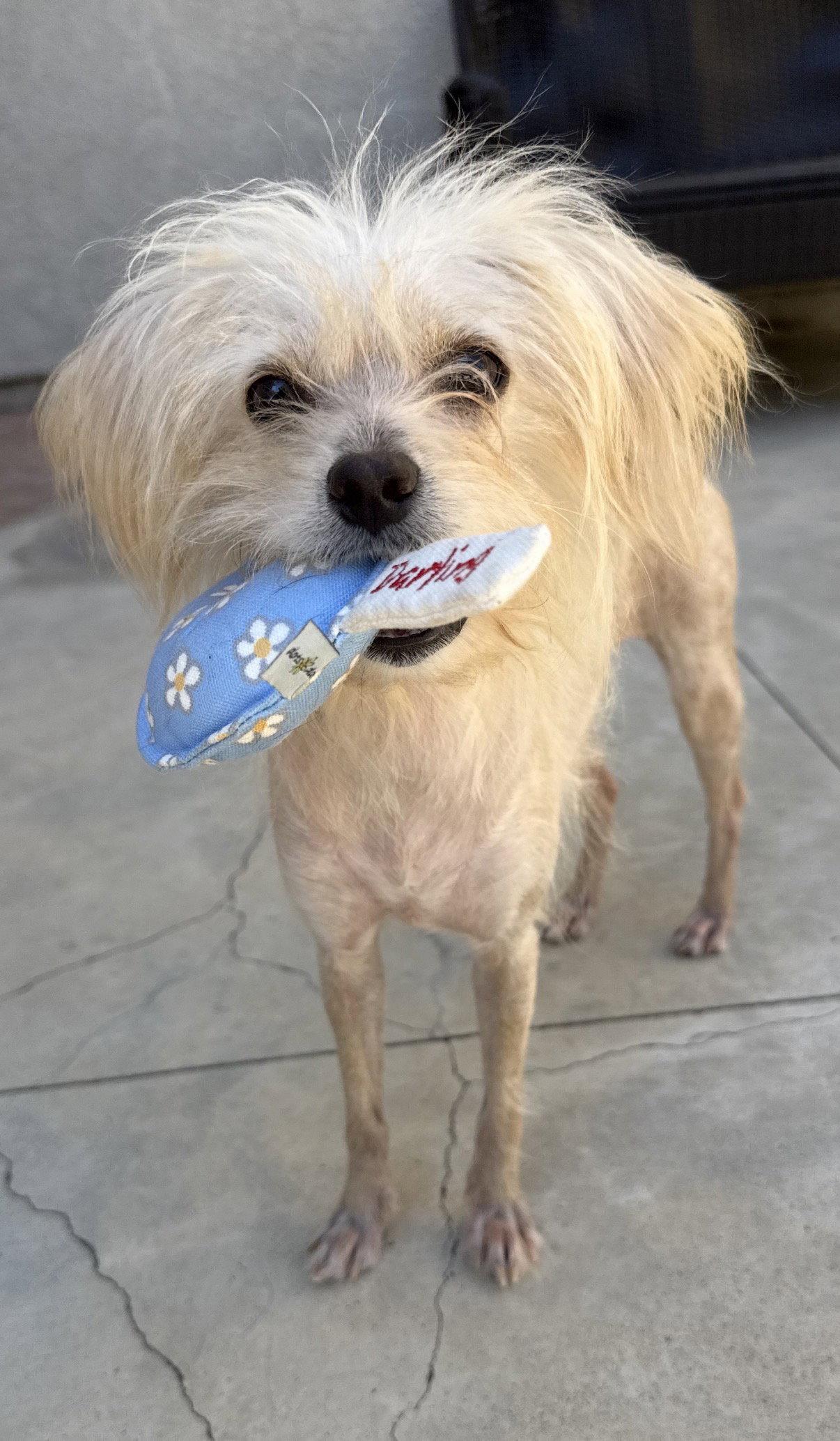 Odette aka Hair Do, a Adoptable mixed breed in Capistrano Beach, CA image 3/3