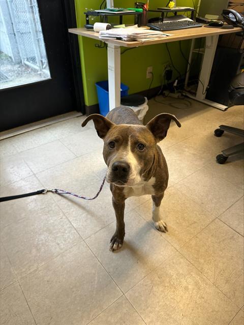HARRIET, Adoptable, Young Female Pit Bull Terrier.