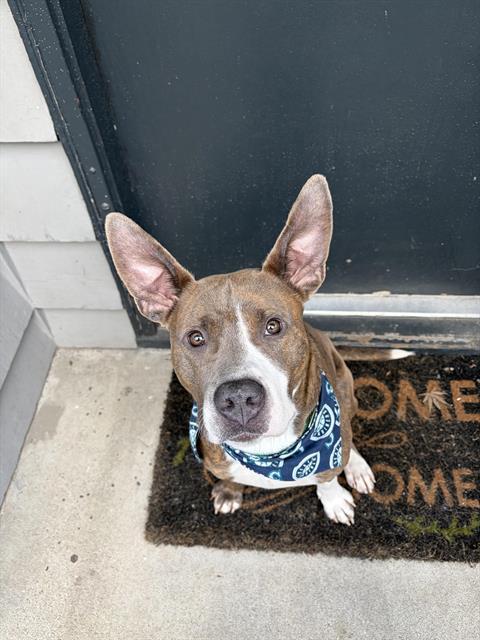 HARRIET, Adoptable, Young Female Pit Bull Terrier.