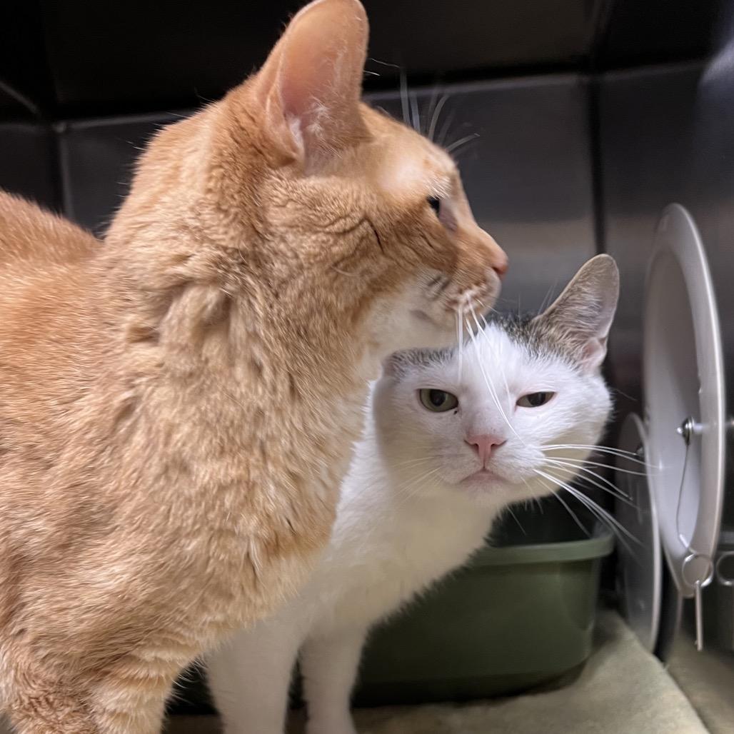Pam, Adoptable, Adult Female Domestic Short Hair.
