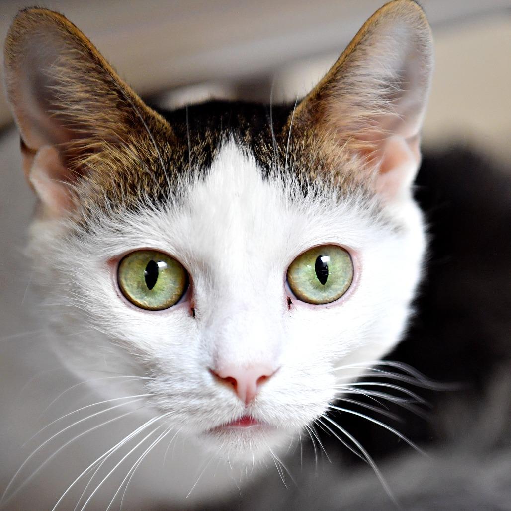 Enlarge Pam, a Adoptable Domestic Short Hair in York, PA image 2/6