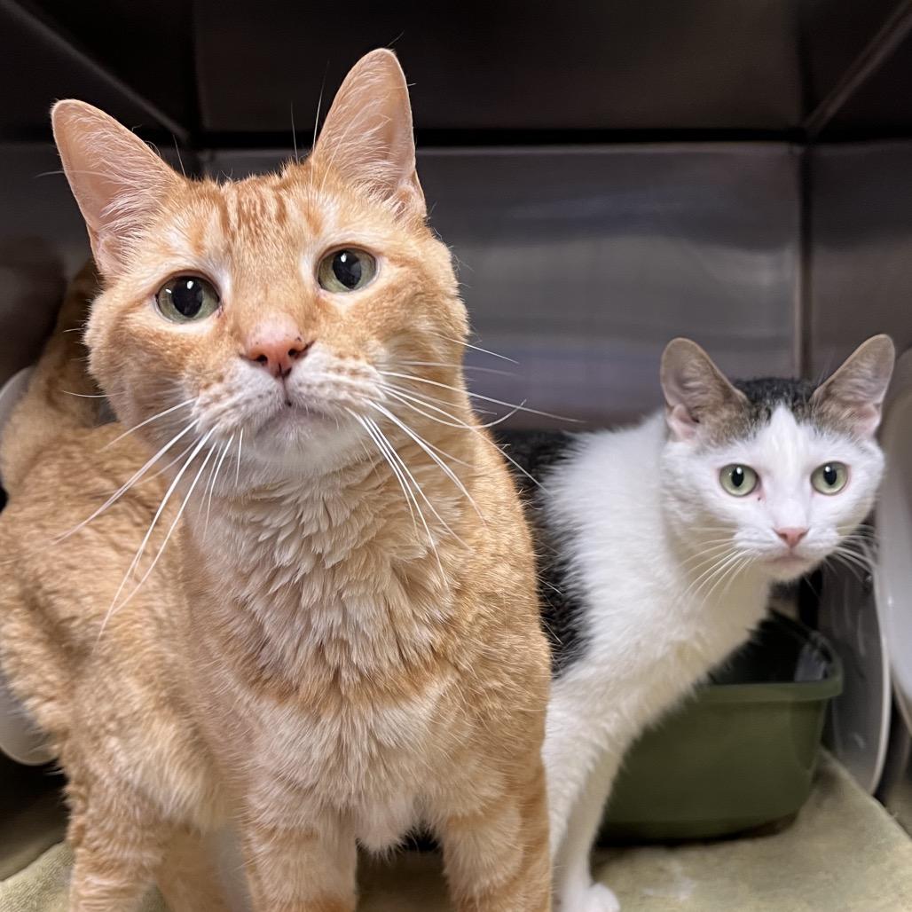 Enlarge Pam, a Adoptable Domestic Short Hair in York, PA image 3/6