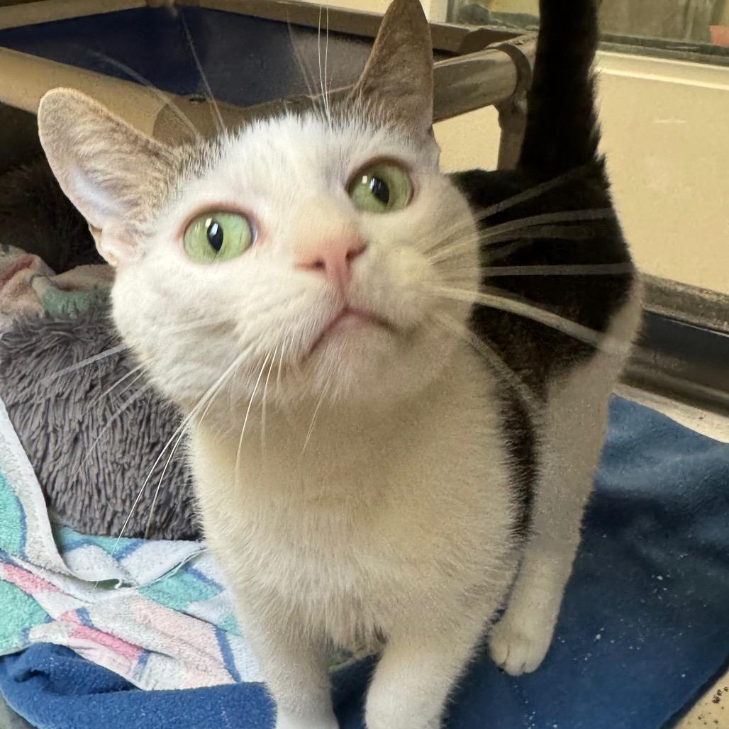 Enlarge Pam, a Adoptable Domestic Short Hair in York, PA image 4/6