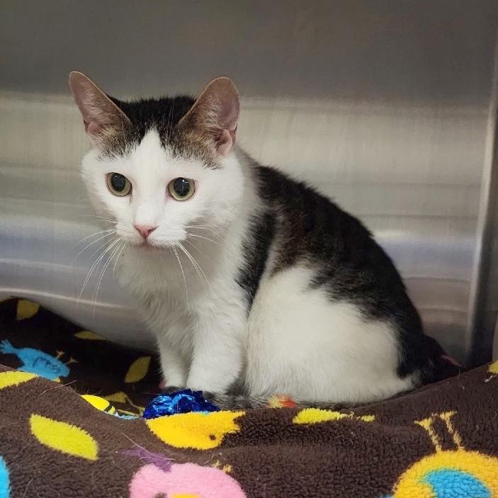 Enlarge Pam, a Adoptable Domestic Short Hair in York, PA image 5/6