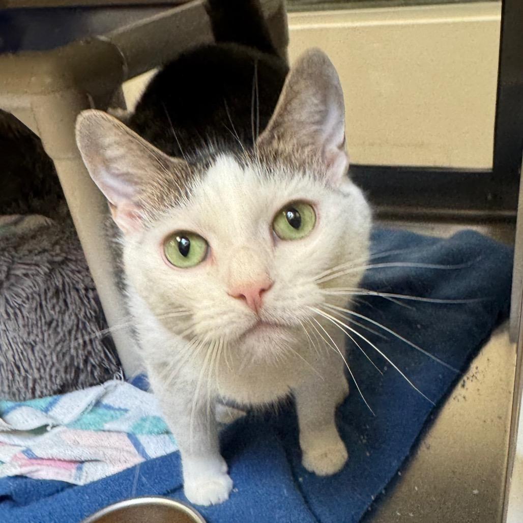 Enlarge Pam, a Adoptable Domestic Short Hair in York, PA image 6/6