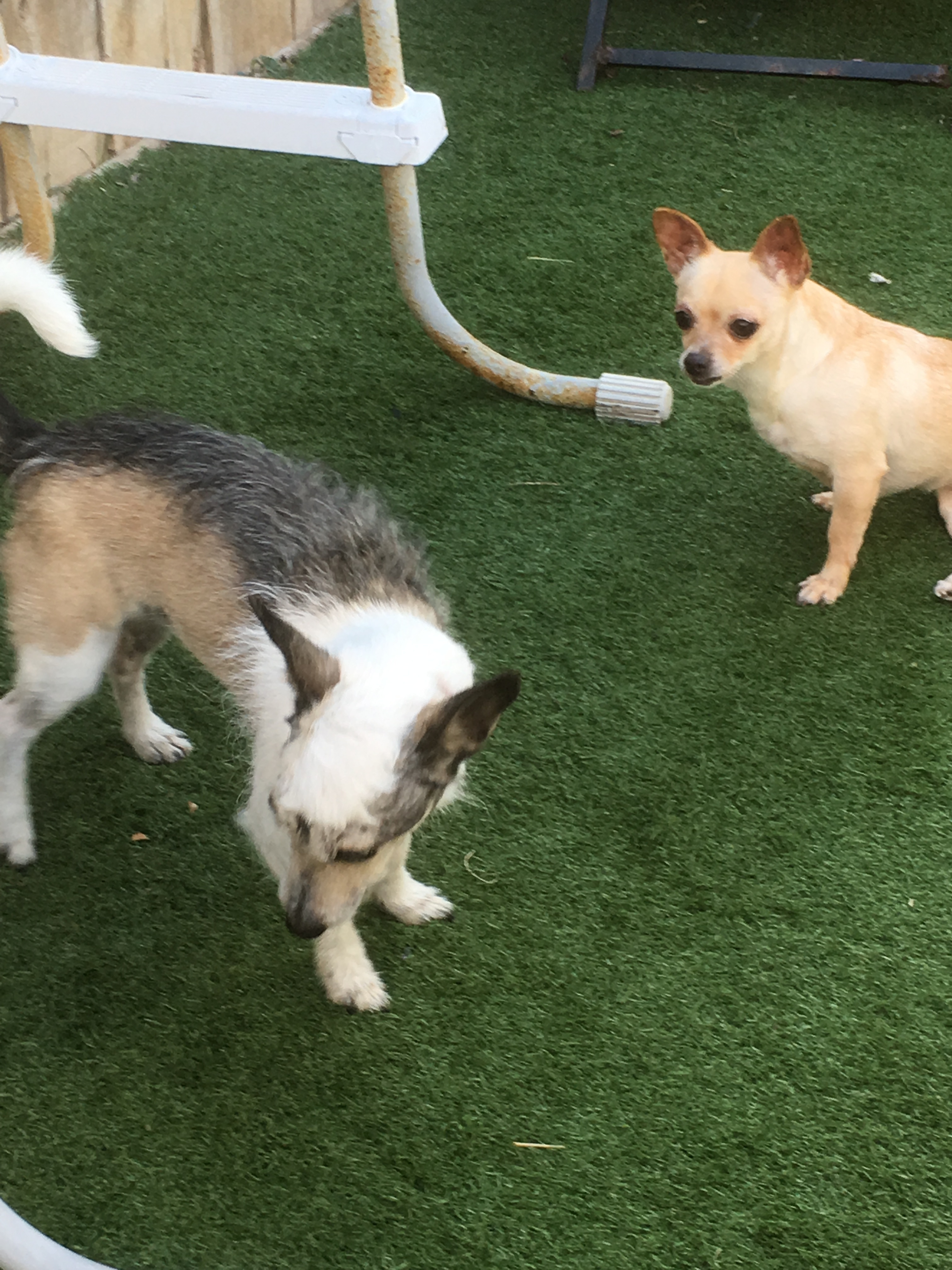 Leah, Adoptable, Adult Female Chihuahua.