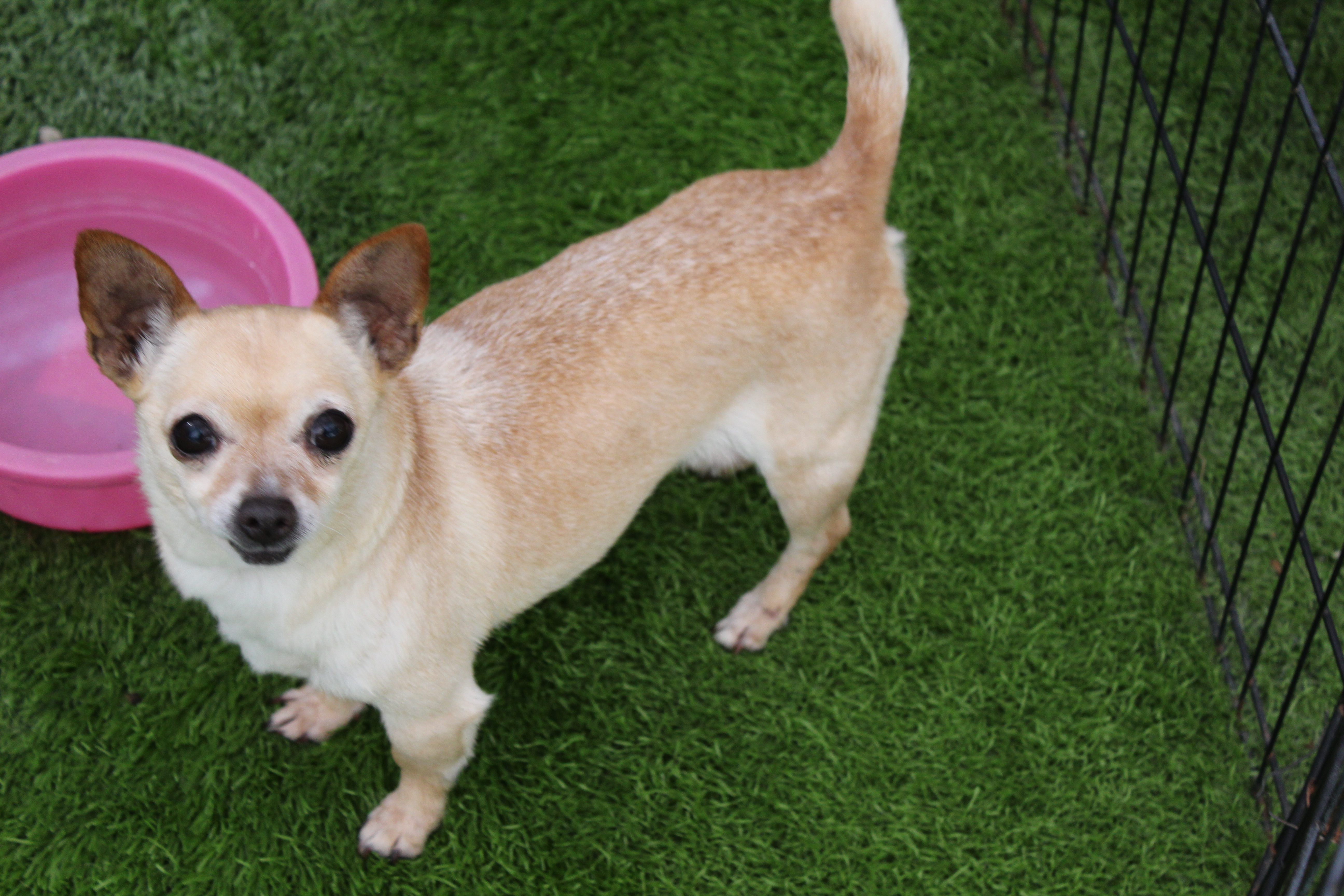 Leah, Adult Female Chihuahua